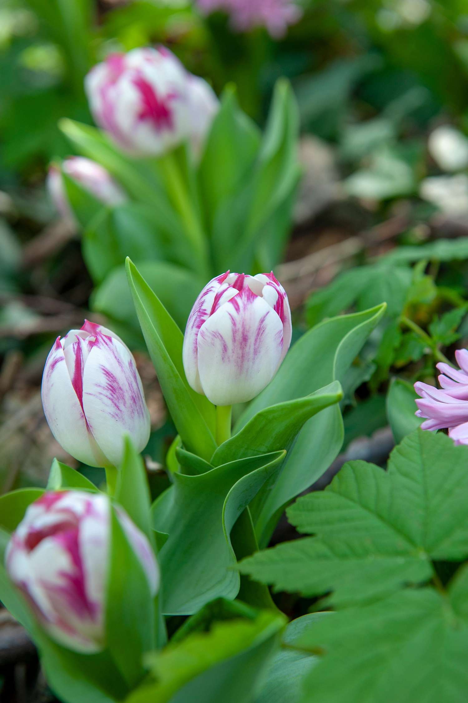 Tulipe 'Flaming Flag'